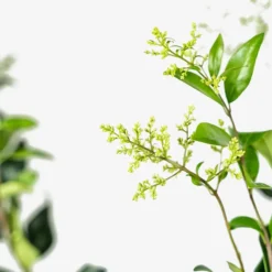 Waxleaf Privet -The Tree Center Store Waxleaf Ligustrum 7G 04 copy 600x600 1