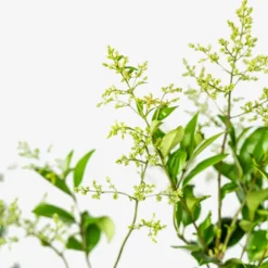 Waxleaf Privet -The Tree Center Store Waxleaf Ligustrum 7G 05 copy 600x600 1