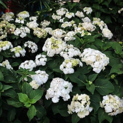 Wedding Gown Hydrangea