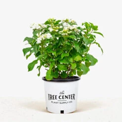 Wedding Gown Hydrangea -The Tree Center Store Wedding Grown Hydrangea 3G 01 1 600x600 1