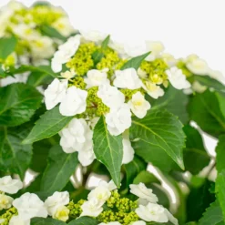 Wedding Gown Hydrangea -The Tree Center Store Wedding Grown Hydrangea 3G 02 copy 2 600x600 1