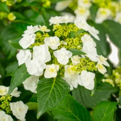 Wedding Gown Hydrangea -The Tree Center Store Wedding Grown Hydrangea 3G 04 copy 2 600x600 1