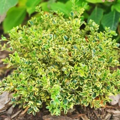 Wedding Ring® Japanese Boxwood -The Tree Center Store Wedding Ring Japanese Boxwood 1.1 copy jpg webp