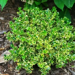 Wedding Ring® Japanese Boxwood -The Tree Center Store Wedding Ring Japanese Boxwood 3 copy jpg webp