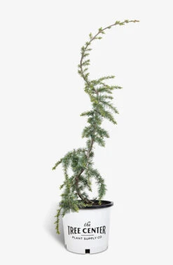 Weeping Blue Atlas Cedar -The Tree Center Store Weeping Blue Atlas Cedar 5G 01 copy 600x920 1