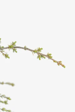 Weeping Blue Atlas Cedar -The Tree Center Store Weeping Blue Atlas Cedar 5G 02 copy 600x900 1