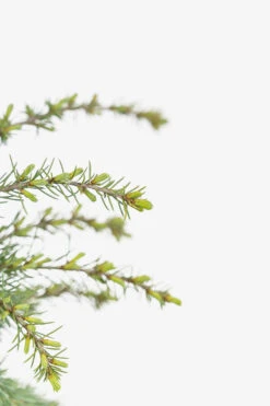 Weeping Blue Atlas Cedar -The Tree Center Store Weeping Blue Atlas Cedar 5G 03 copy 600x900 1