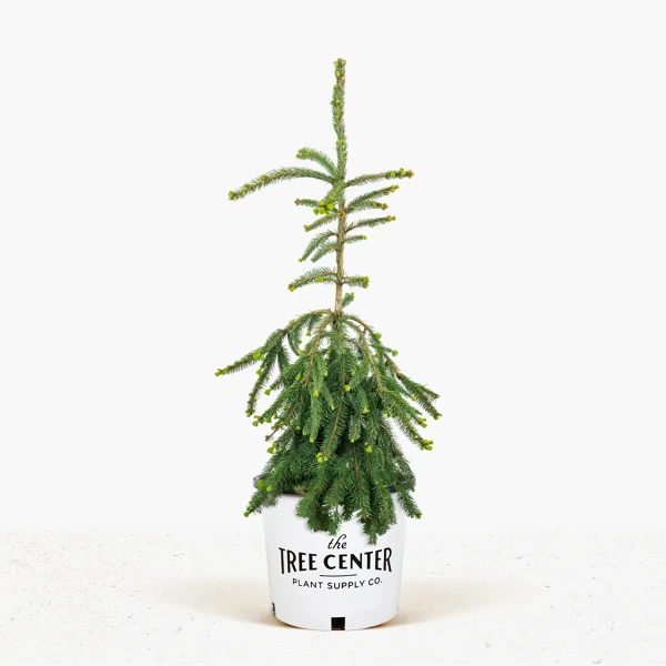 Weeping Norway Spruce 2 Weeping Norway Spruce - Image 2