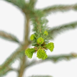 Weeping Norway Spruce