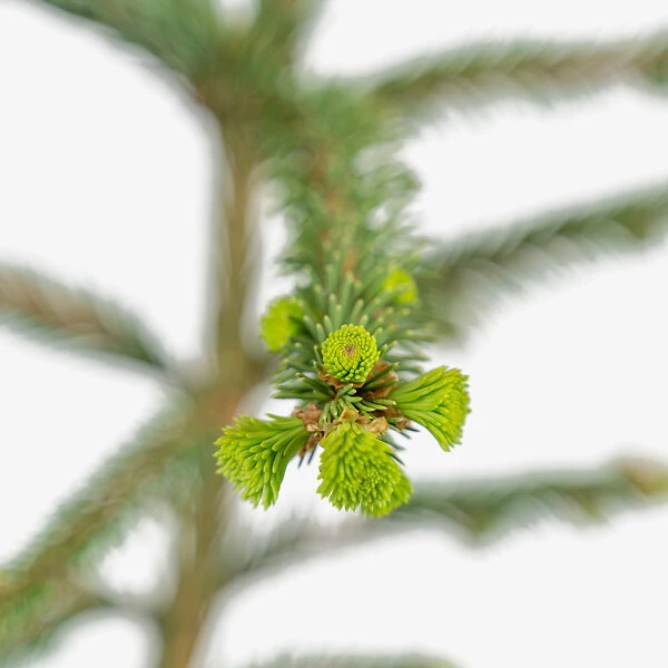 Weeping Norway Spruce 1 Weeping Norway Spruce
