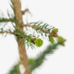 Weeping Norway Spruce 7 Weeping Norway Spruce -The Tree Center Store Weeping Norway Spruce 5G 05 copy 2 600x600 1
