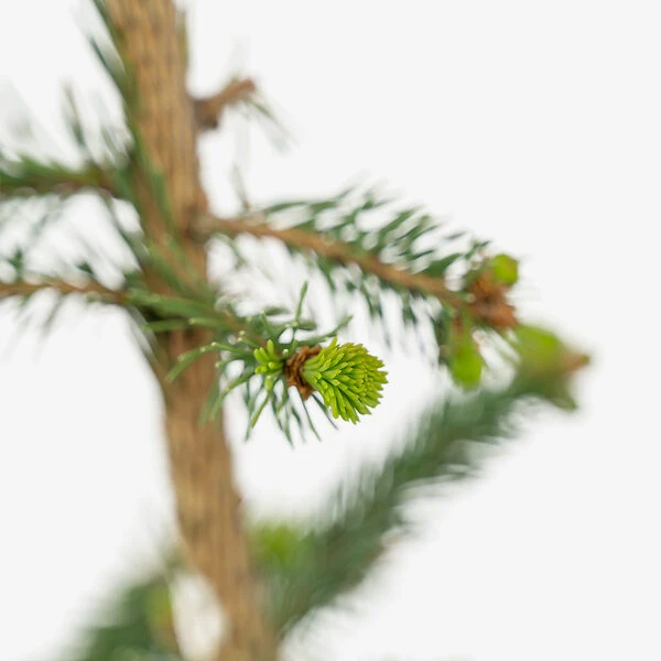 Weeping Norway Spruce 3 Weeping Norway Spruce - Image 3