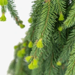 Weeping Norway Spruce 8 Weeping Norway Spruce -The Tree Center Store Weeping Norway Spruce 5G 06 copy 2 600x600 1