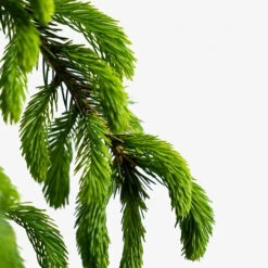 Weeping White Spruce -The Tree Center Store Weeping White Spruce 3G 02 copy 600x600 1