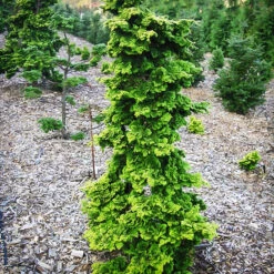 Wells Special Hinoki Cypress -The Tree Center Store Wells Special Hinoki Cypress 1 copy 600x600 1