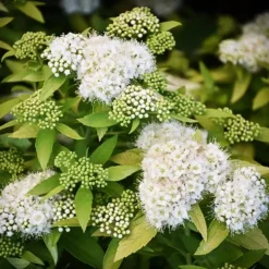 White Gold Spirea 6 White Gold Spirea -The Tree Center Store White Gold Spirea 1 copy jpg webp