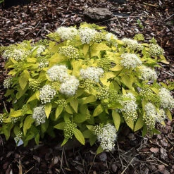 White Gold Spirea 7 White Gold Spirea -The Tree Center Store White Gold Spirea 3 copy 600x600 1