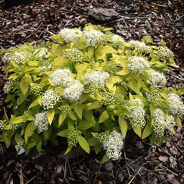 White Gold Spirea 4 White Gold Spirea - Image 4