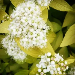 White Gold Spirea