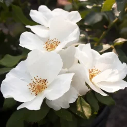 White Out Rose - Tree Form -The Tree Center Store White Out Rose Tree Form 1.1 copy jpg webp