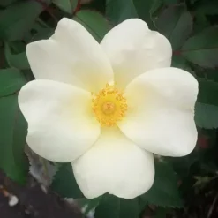 White Out Rose - Tree Form