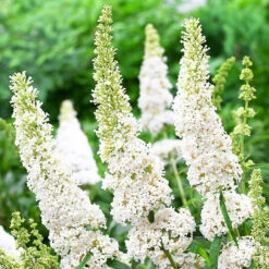 White Profusion Butterfly Bush -The Tree Center Store White Profusion Butterfly Bush 1 copy 600x600 1