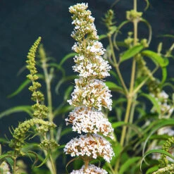 White Profusion Butterfly Bush