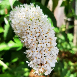 White Profusion Butterfly Bush -The Tree Center Store White Profusion Butterfly Bush 4 copy 600x600 1