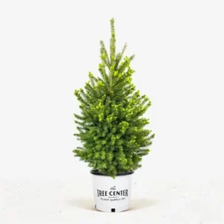 White Spruce -The Tree Center Store White Spruce jpg 600x600 1