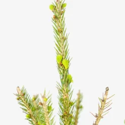 White Spruce -The Tree Center Store White Spruce 5G 03 copy jpg 600x600 1