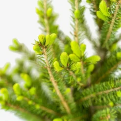 White Spruce -The Tree Center Store White Spruce 5G 04 copy jpg 600x600 1