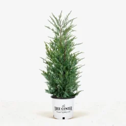 Wichita Blue Juniper -The Tree Center Store Wichita Blue Juniper 5G 01 jpg 600x600 1