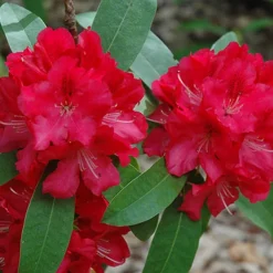 Wilgen's Beauty Rhododendron -The Tree Center Store Wilgens Beauty Rhododendron 2 copy jpg