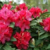 Wilgen's Beauty Rhododendron