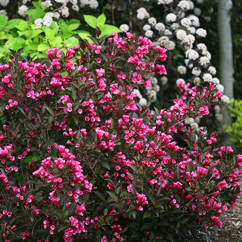 Wine & Roses Weigela 4 Wine & Roses Weigela - Image 4