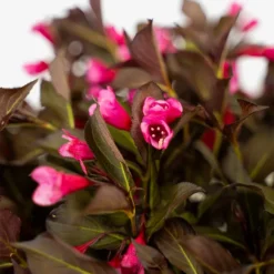 Wine & Roses Weigela 9 Wine & Roses Weigela -The Tree Center Store Wine Roses Weigela 3G 03 copy 600x600 1