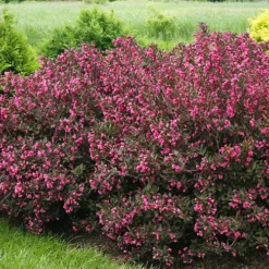 Wine & Roses Weigela 7 Wine & Roses Weigela -The Tree Center Store Wine Roses Weigela 4 copy jpg