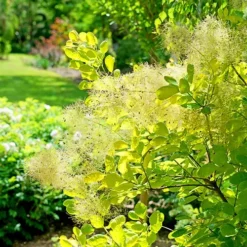 Winecraft Gold Smoke Bush -The Tree Center Store Winecraft Gold Smoke Bush 1 copy jpg webp