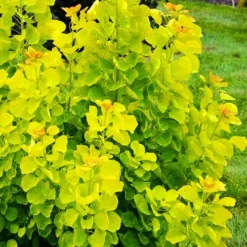 Winecraft Gold Smoke Bush -The Tree Center Store Winecraft Gold Smoke Bush 3 copy jpg webp