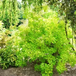 Winecraft Gold Smoke Bush
