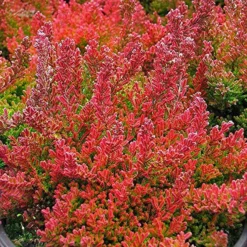 Winter Chocolate Heather -The Tree Center Store Winter Chocolate Heather 1 copy 600x600 1