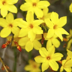 Winter Jasmine -The Tree Center Store Winter Jasmine 1 copy 600x602 1
