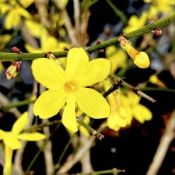Winter Jasmine -The Tree Center Store Winter Jasmine 2 copy 600x599 1