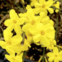 Winter Jasmine -The Tree Center Store Winter Jasmine 3 copy 600x599 1