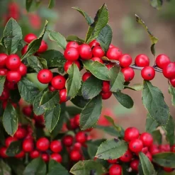Winter Red Winterberry Holly -The Tree Center Store Winter Red Winterberry 2 copy jpg webp