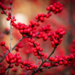 Winter Red Winterberry Holly -The Tree Center Store Winter Red Winterberry 3 copy 600x600 1