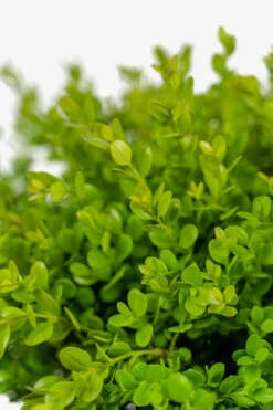 Wintergreen Boxwood -The Tree Center Store Wintergreen Boxwood 3G 03 copy 600x900 1