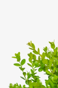 Wintergreen Boxwood -The Tree Center Store Wintergreen Boxwood 3G 05 copy 600x900 1