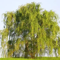 Wisconsin Weeping Willow