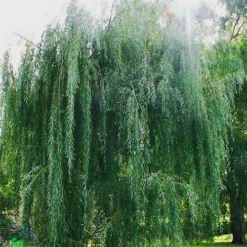 Wisconsin Weeping Willow -The Tree Center Store Wisconsin Weeping Willow 2 copy jpg